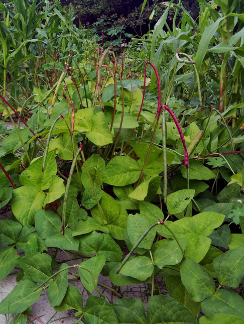 Sustainability & Simplicity